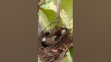 Menemukan anak burung kutilang di alam liar #shorts #mencarisarangburung #short