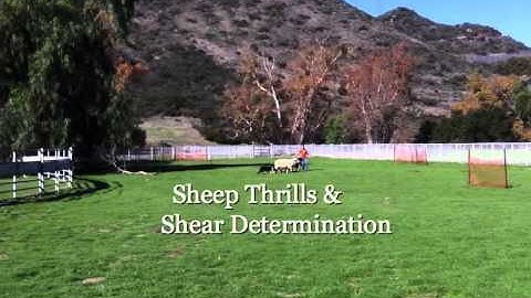 Sheep Herding Border Collie Instinct Test