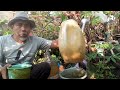 Cara pemupukan pengecoran organik  jakaba bikin pare(Paria berasa semangka) subur dan berbuah cepat