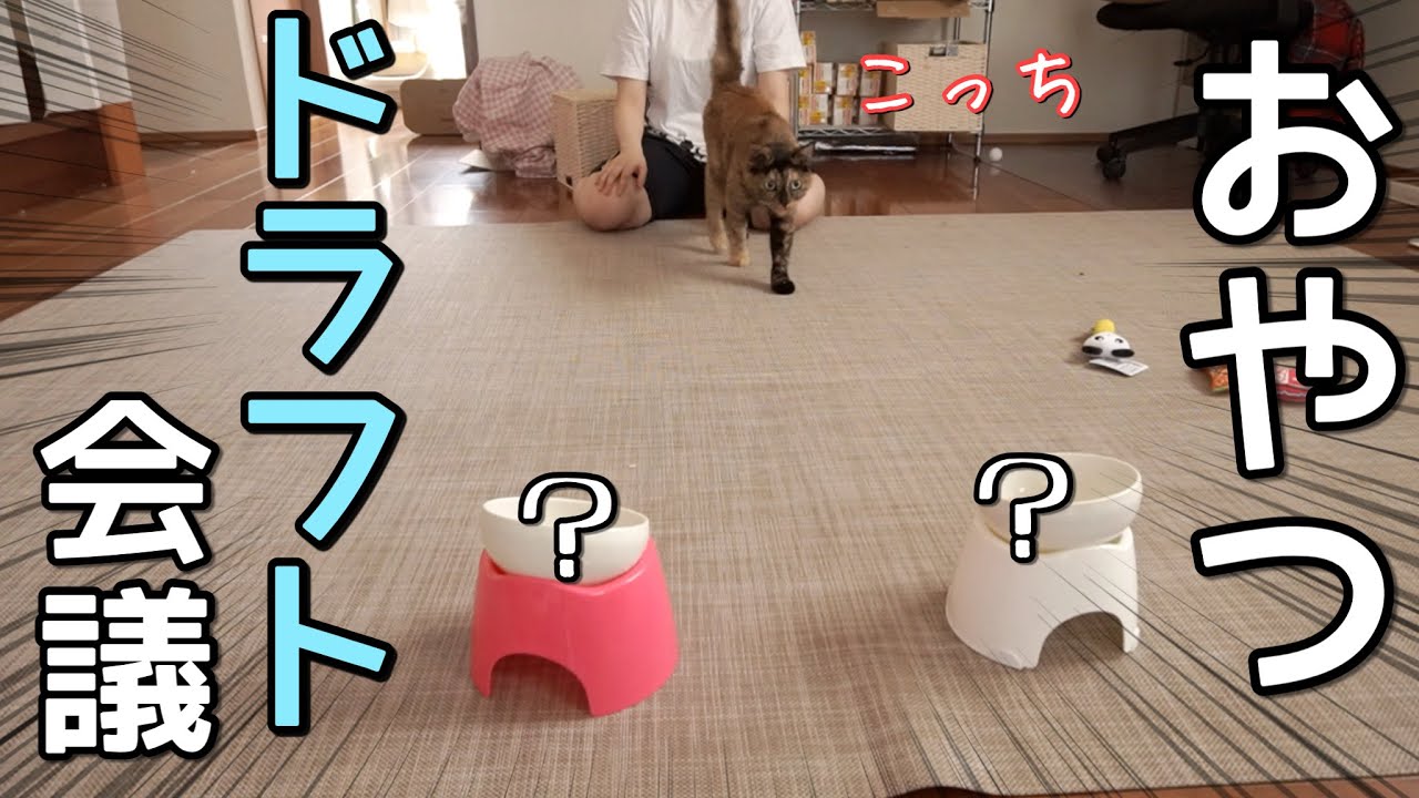 猫にお祝いのプレゼントを選んで貰ったらまさかの結果に…