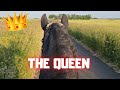 A message for you while I&#39;m riding Queen👑Uniek | Friesian Horses