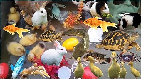 Bắt Con Vật Dễ Thương, Vịt Con Cá Cảnh, Mèo, Thỏ, Cá Vàng, Koi, Cá Trê, Cá Lau Kiếng, Cá Rô, Con Rùa