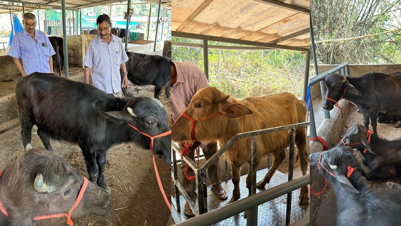 ഹരിയാന മുറ പോത്തുകൾ പത്തനംതിട്ടയിലും Murrah farm in pathanamthitta kerala