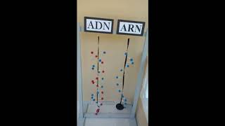 Maqueta De Adn Y Arn Funcional