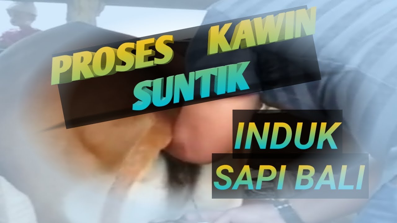Viral, proses Kawin suntik sapi - YouTube
