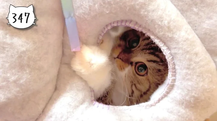 Watch the video about Scottish Fold kitten going for prey through a small hole. Elle video No.347