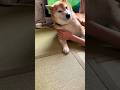 柴犬福 姉に絡まれる時の柴犬の表情😂Sister and Dog🤣#shorts #funny #shibainu #comedy #dogshorts #柴犬 #시바견#姉と柴
