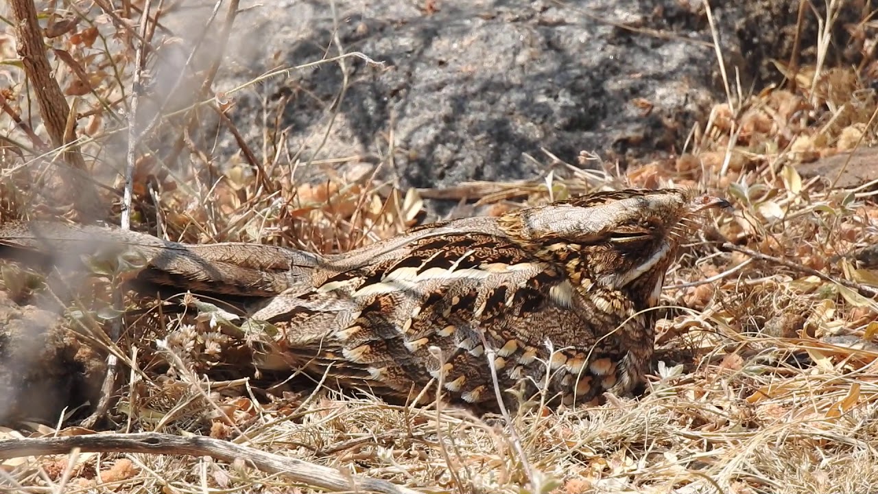 INDIAN NIGHTJAR 