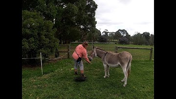 Seymour Self Haltering