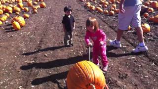 Pumpkin wagon