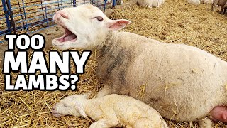 That was the MOST lambs we've EVER had... but was it TOO MANY?!  | Vlog 687