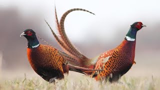 Астраханская охота на фазана.