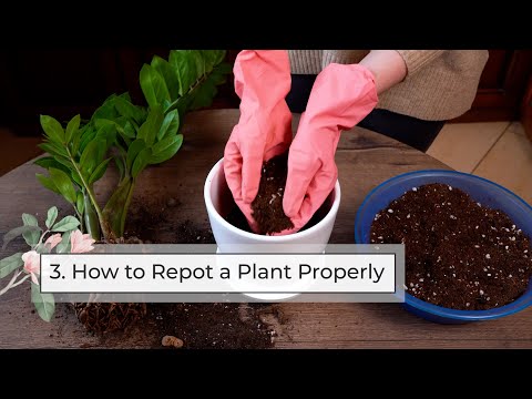 Video: Huisplante Verpotting - Wenke Vir Herpotting Huisplante