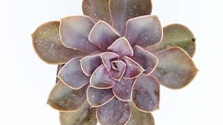Echeveria ‘Perle Von Nürnberg’