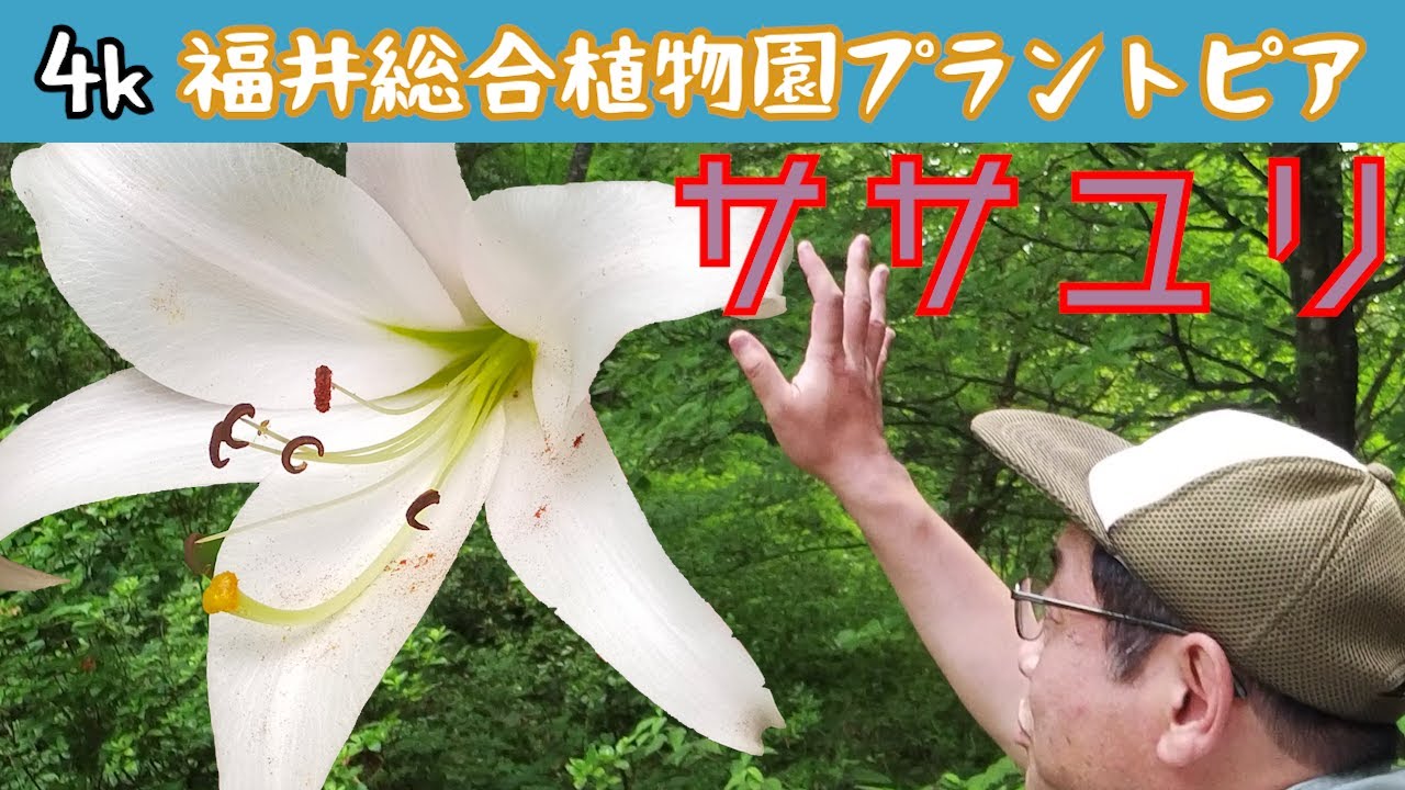 松本園長の解説 ササユリ（笹百合） 6月その3 福井県越前町立福井総合