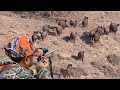 Great shots to wild boar herd extreme hunting adventure exciting drone scenes