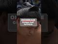 Symbol of Sumo Wrestlers: The Oichomage