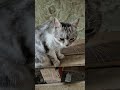 #котики
