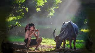 HÌNH BÓNG QUÊ NHÀ  _  Ngọc Sơn