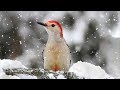 Peaceful Relaxing Instrumental Music, Nature Meditation Music "Winter Song Birds" by Tim Janis