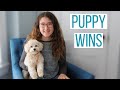 WE'RE GLAD WE DID THESE 9 THINGS | Best Commands to Teach Your Maltipoo Puppy