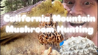 California Mountain Mushroom Hunting in Spring