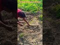 Easy Potato Harvesting with Hand Tool – Desi Farming Trick#shortsfeed #shorts