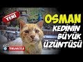 Islak mama bitince Osman kedinin tepkisi :)