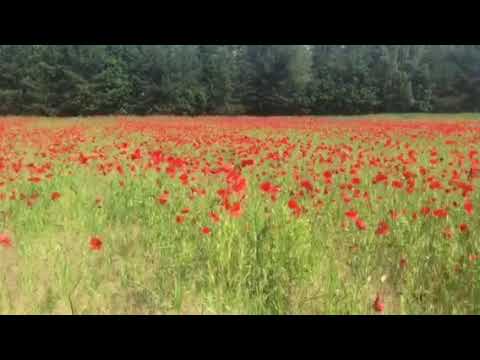 Поле мака Мядельский район