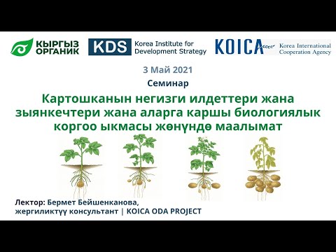 Video: Картошканын жалбырактарын жылдыруу