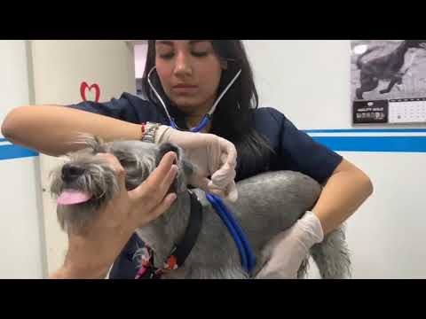 Vídeo: L’examen Físic: Què Esperar A L’oficina De Veterinaris