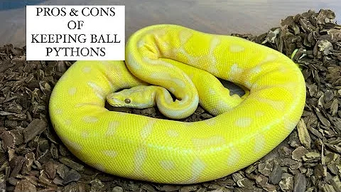 Pros & Cons of Keeping Ball Pythons