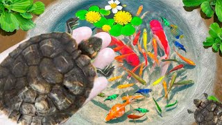 Collection Amazing Catch Turtles, Axolotls Fish, Ornamental Catfish, Snails & Ornamental Fish Video