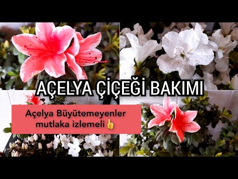 Video: Azalea Branch Dieback - Açelyalarda Neden Ölen Dallar Var