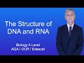 Decoding DNA and RNA Structures Through Nucleotide Insights