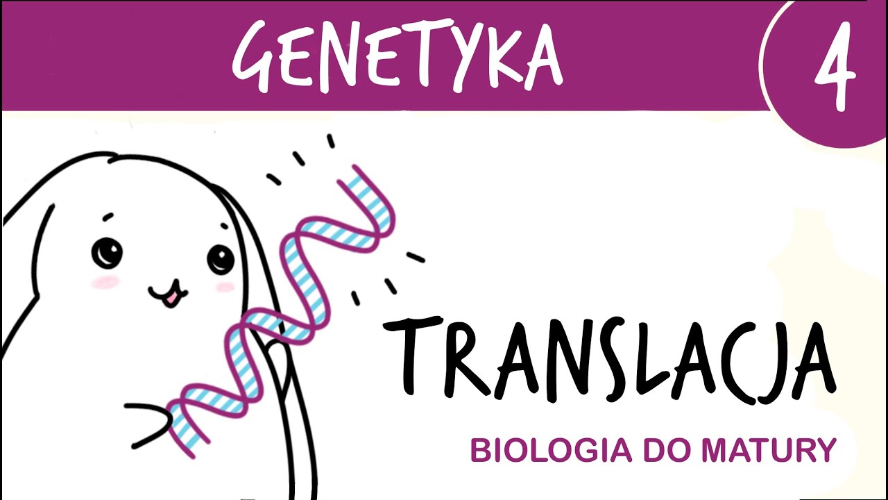 Genetyka 4 🧬 Translacja - drugi etap ekspresji genu - matura z biologii