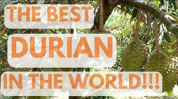 The Best Durian In The World!!! MUSANG KING DURIAN TASTING
