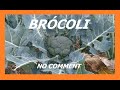 Cultivo Brócoli, un día de Otoño