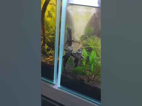 Лорикария. #аквариум #aquarium #ставрополь - YouTube