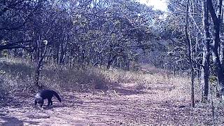 Chapada Imperial selvagem