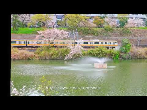 外堀、飯田橋、市ヶ谷、四ツ谷、外濠公園、市ヶ谷亀ヶ岡八幡宮の桜　2023年3月31日（令和5年）みんなのアルバム