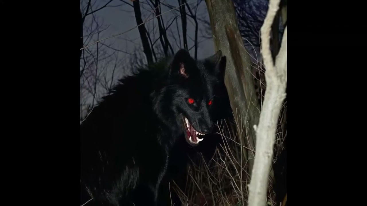 FREE FOR PROFIT Bouncy Dark Trap Type Beat – “CrazyWolf” | Prod. ICE