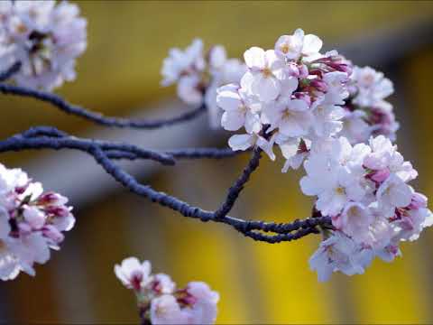 18仙台堀川公園の桜 Youtube 18仙台堀川公園の桜 Youtube
