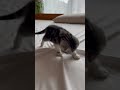 Sauberes Bett? Nicht lange! Babykatze macht ihr eigenes Chaos.