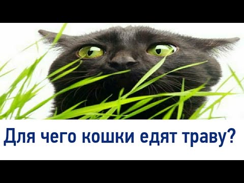 Почему кошки едят траву ? | видео для животных питомцев