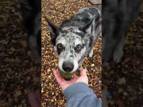 Dog Trainer's FAVORITE Dog Park