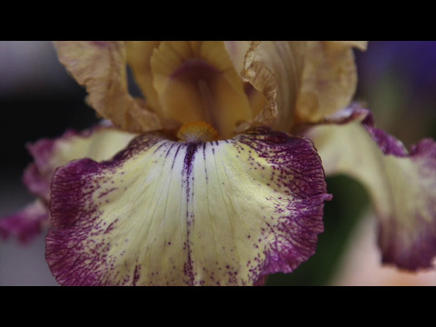 Video: Trồng Iris Ở Vùng 5: Cách Trồng Cây Iris trong Khí hậu Lạnh