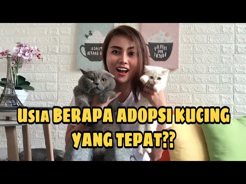 Video: Kapan anak kucing harus diadopsi?