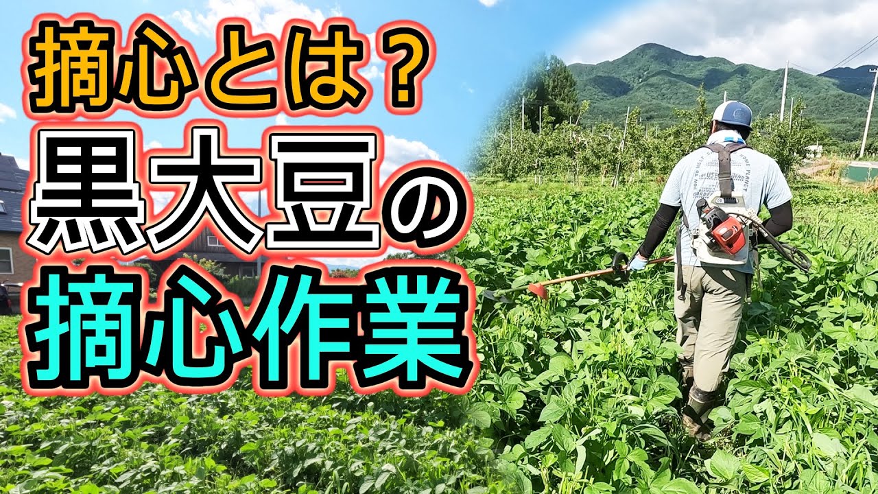 【大豆、摘心タイミング！】「5月中旬蒔き」、「7月上旬に摘心」すると収穫量が上がります！