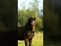 سرا سرا الخيل
